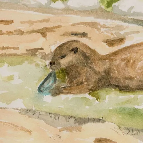 A watercolour postcard of an otter lying on a riverbank, with faint marks pencilled into the grass along the bottom edge