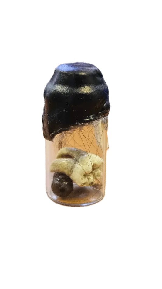 The reliquary — a small wax-sealed glass vial holding an acrylic tooth, a lock of hair and rosary beads